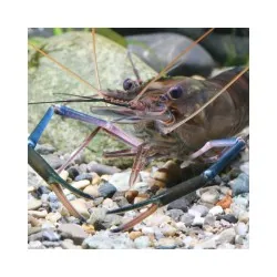 JBL ProNovo Crabs Wafer M pašaras krabams ir krevetėms 250 ml