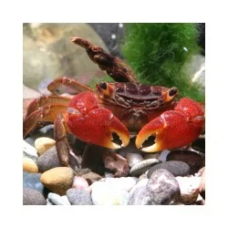 JBL ProNovo Crabs Wafer M pašaras krabams ir krevetėms 250 ml
