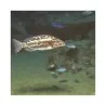JBL ProNovo Tanganyika Flakes M pašaras žuvims 1000 ml
