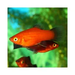ProNovo Guppy Grano S pašaras gupijoms 250 ml