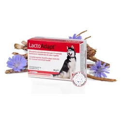 DOGOTEKA LactoAdapt 60 tabl. | AKVANAMAI