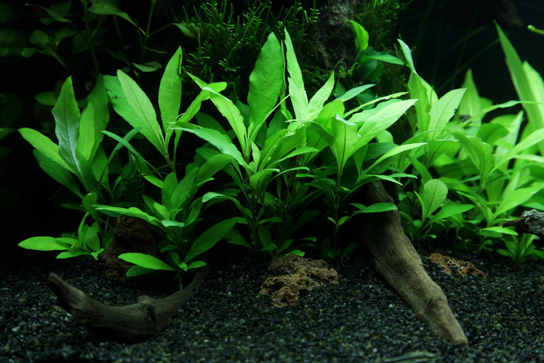 Hygrophila corymbosa Siamensis