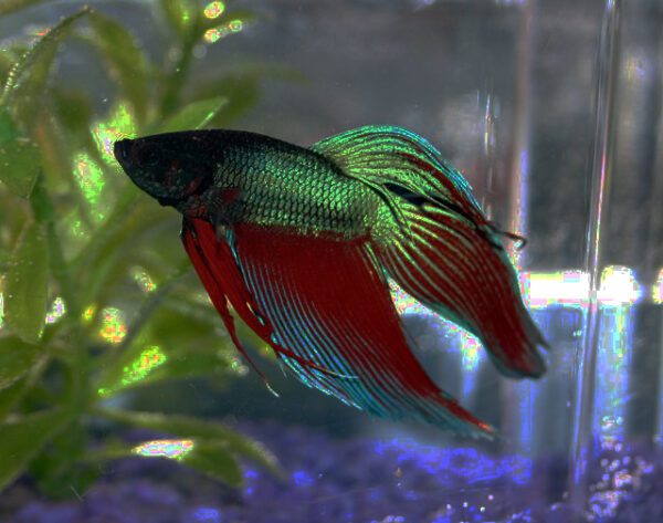 Betta-splendens-m