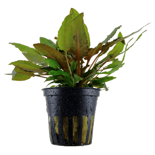 Cryptocoryne wendtii 'Tropica'