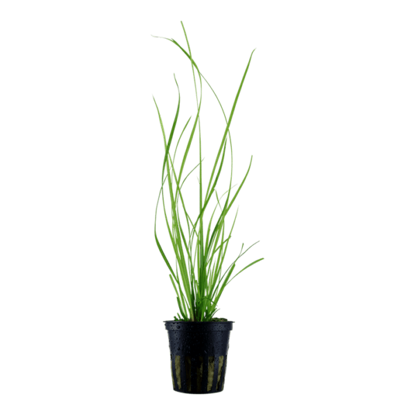 Cyperus helferi