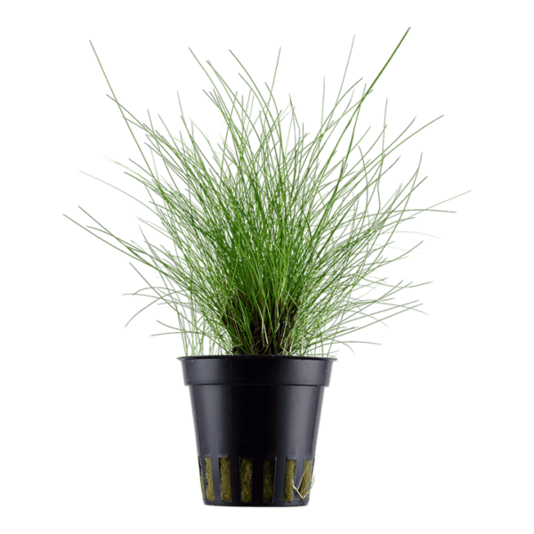 Eleocharis parvula