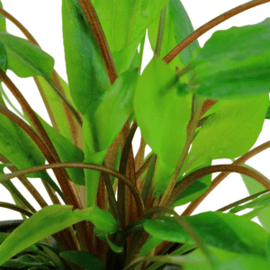 Cryptocoryne wendtii 'Green'