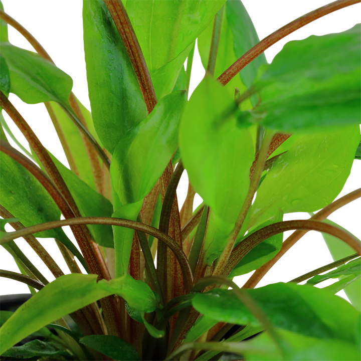 Cryptocoryne wendtii 'Green'