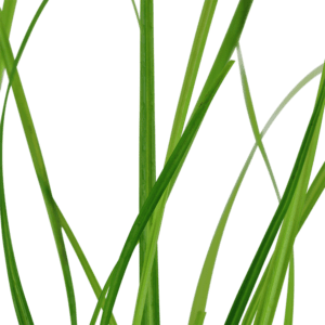 Cyperus helferi