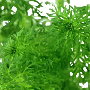 Limnophila sessiliflora