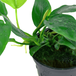 Anubias barteri nana