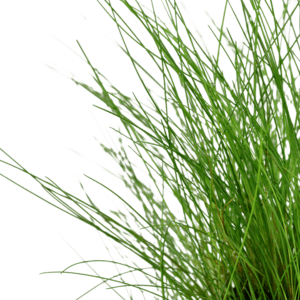 Eleocharis parvula