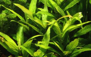 Hygrophila corymbosa 'Stricta'