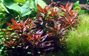 Ludwigia glandulosa