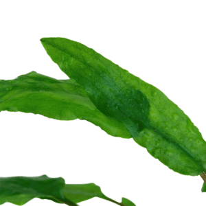 Cryptocoryne wendtii 'Green'