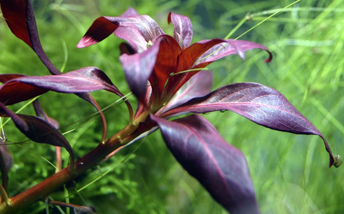 Ludwigia glandulosa