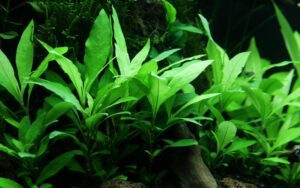 Hygrophila corymbosa 'Siamensis'