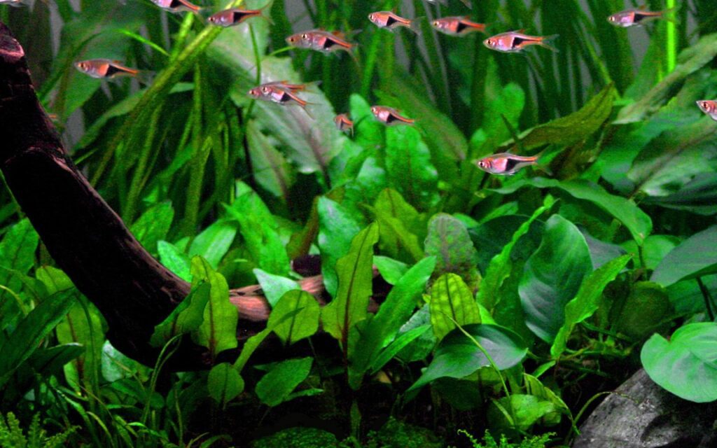 Cryptocoryne wendtii 'Green'