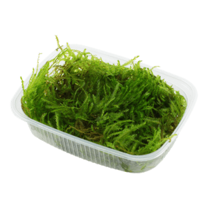 Taxiphyllum sp. Spiky Moss