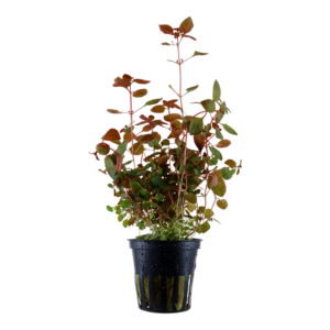 Ludwigia palustris Super Red