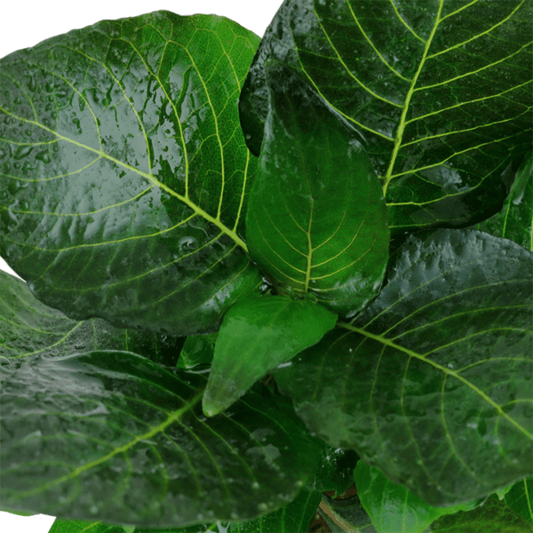 Hygrophila corymbosa Compact