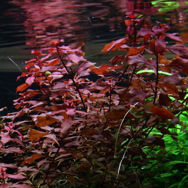 Ludwigia palustris Super Red