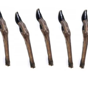 Real Dog stirnos kojos 5vnt.