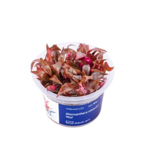 Akvariumo augalas Alternanthera reineckii Mini