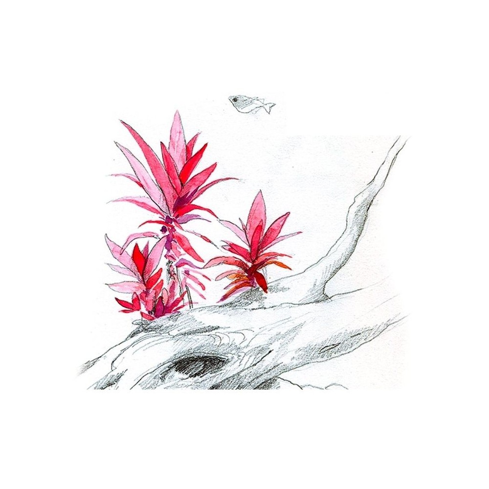 Akvariumo augalas Alternanthera reineckii Purple - Image 2