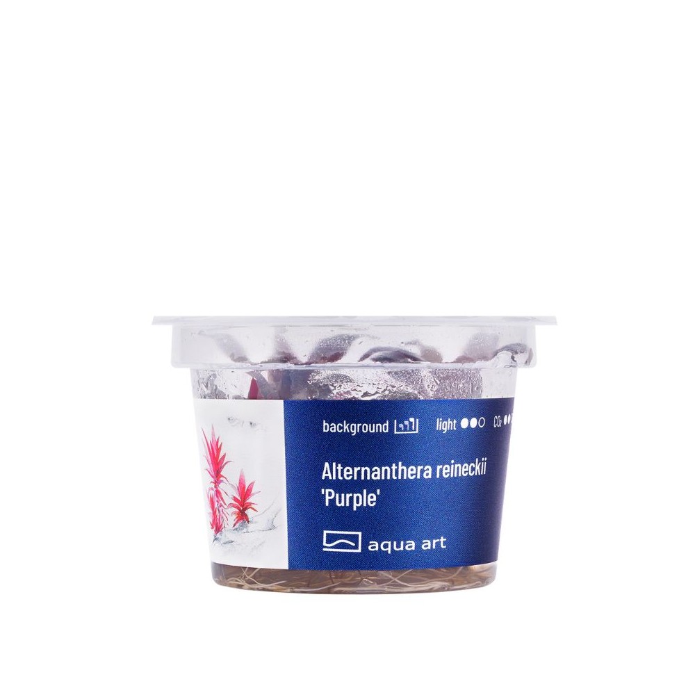 Akvariumo augalas Alternanthera reineckii Purple - Image 3