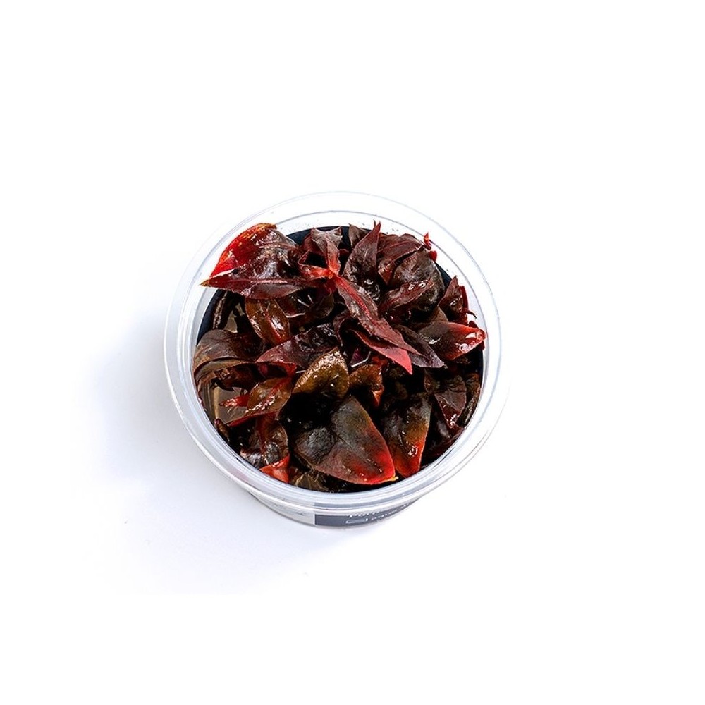 Akvariumo augalas Alternanthera reineckii Purple - Image 4