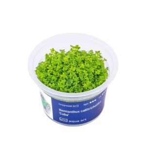 Akvariumo augalas Hemianthus callitrichoides Cuba