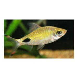 Barbusas Filamentosa