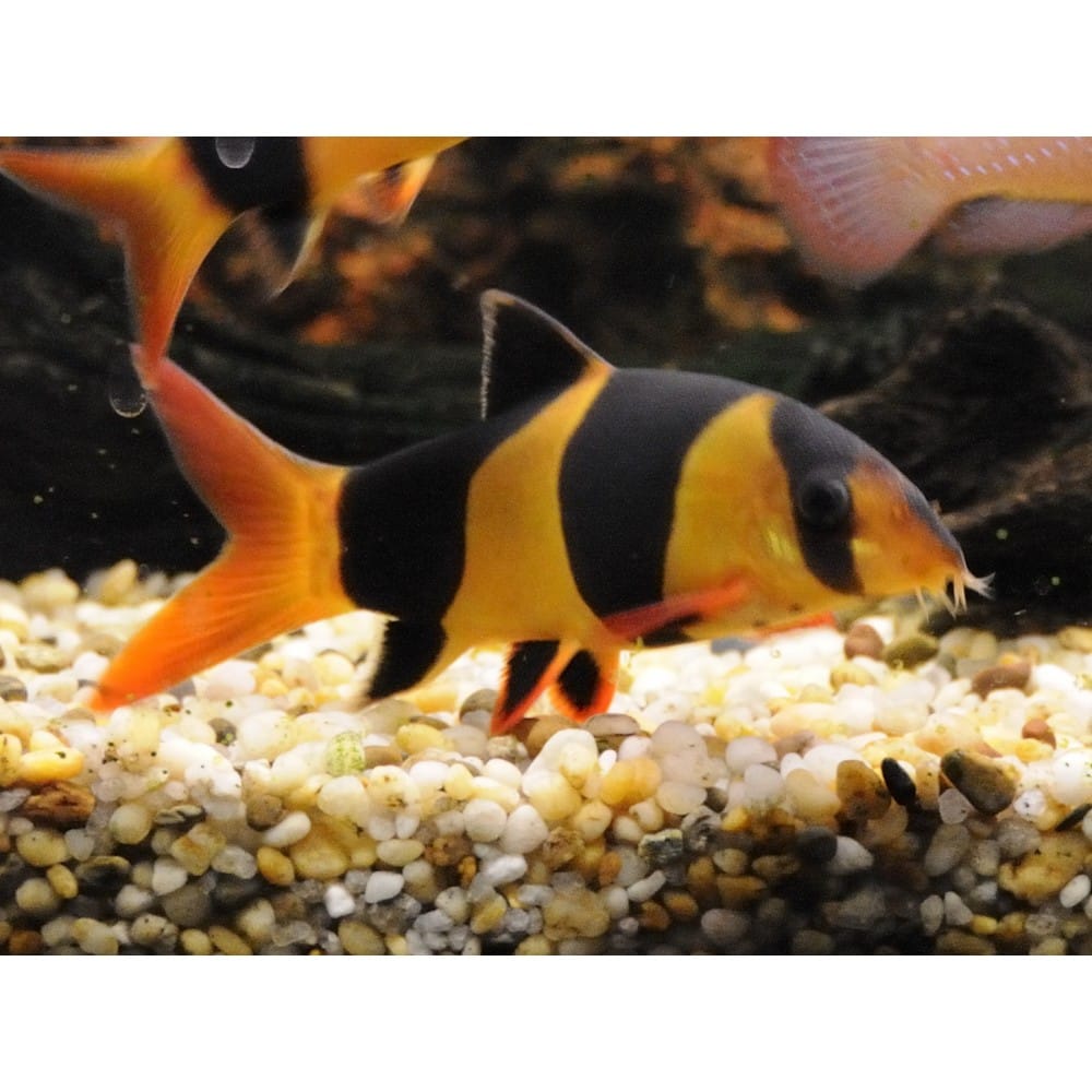 Botija klounas - Image 2