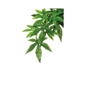 Dekoracija terariumams dirbtinis augalas Exoterra Abutilon