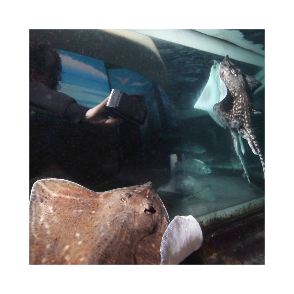 Floaty Blade XL plaukiantis magnetinis stiklų valiklis su ašmenimis, 25 mm - Image 4