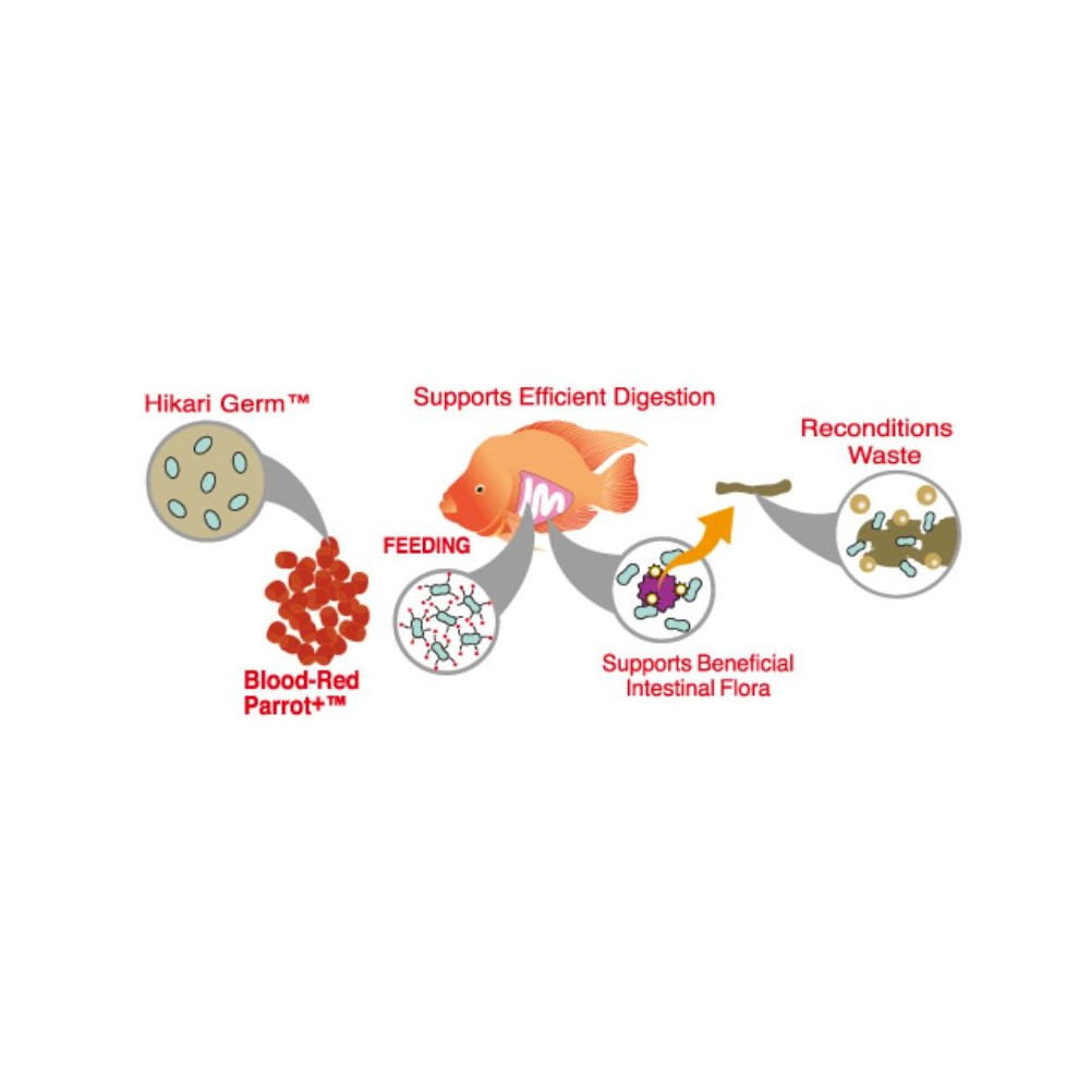 Hikari Blood Red Parrot Plus Mini visavertis pašaras žuvims 333 g - Image 3