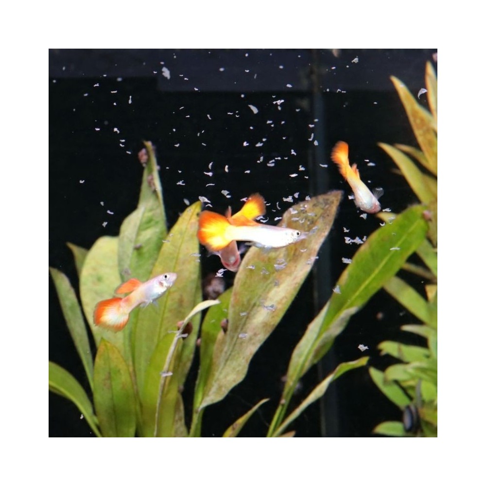 JBL ProNovo Guppy Flakes S pašaras gupijoms 250 ml - Image 4