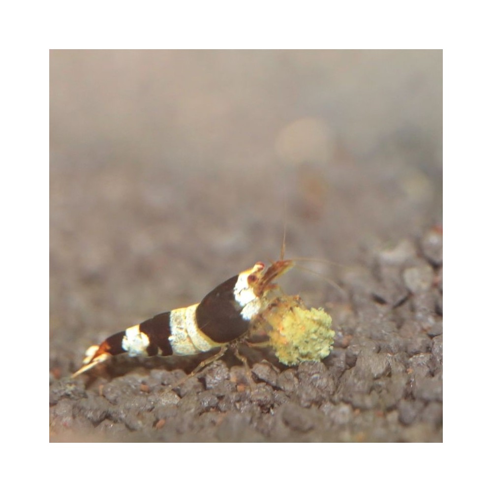 JBL ProNovo Shrimps Grano S pašaras krevetėms 100 ml (click) - Image 7