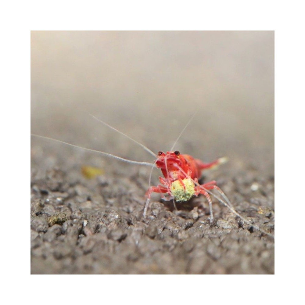 JBL ProNovo Shrimps Grano S pašaras krevetėms 100 ml (click) - Image 8