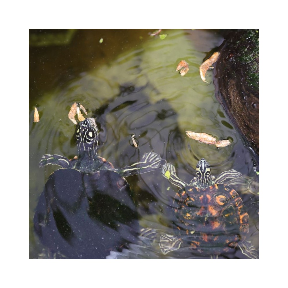 JBL ProTerra pašaras vėžliams Crustarus, 250 ml - Image 5