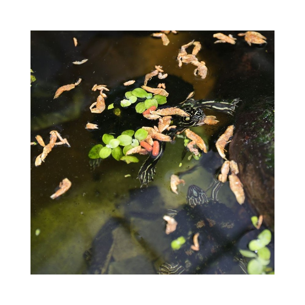 JBL ProTerra pašaras vėžliams Crustarus, 250 ml - Image 6