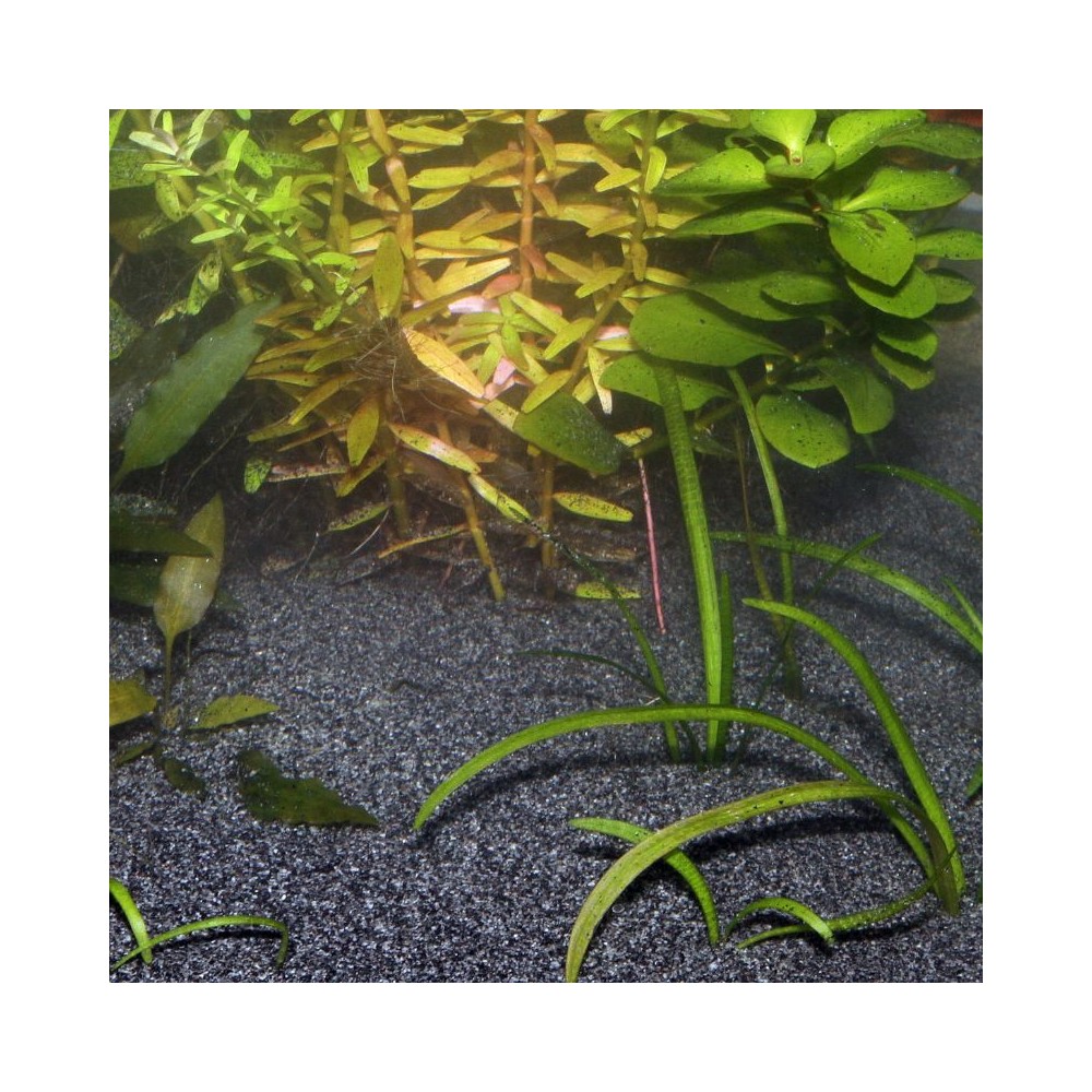 JBL gruntas Sansibar Black 10 kg (0,2-0,5 mm), juodas - Image 6