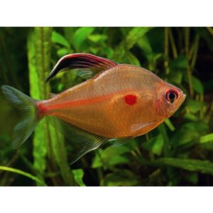 Kraujuojančios širdies Tetra