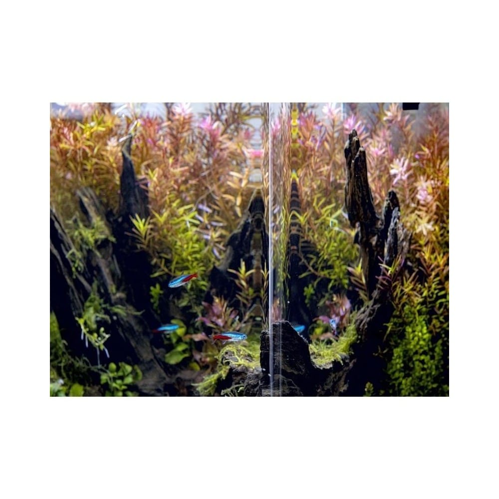 Opti Bent 70 akvariumas stačiakampis, juodas, 39x39x45 cm, 68 l 4 68 l