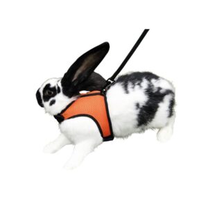 Petnešos graužikams