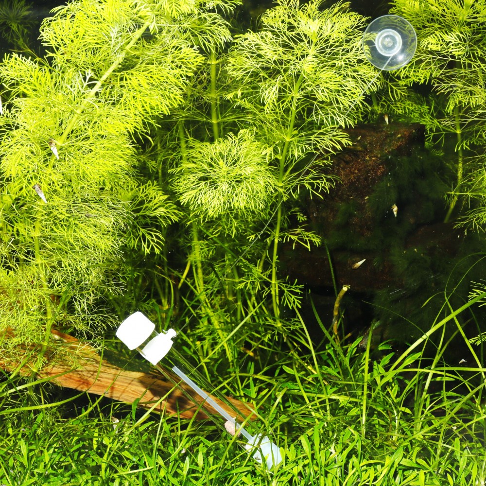 PlaCollect planarijų gaudyklė - Image 3