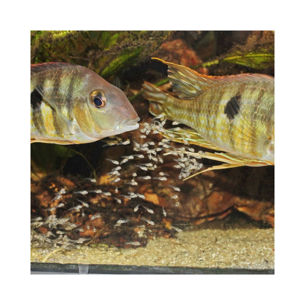 ProNovo Bel Fluid pašaras mailiui 50 ml - Image 6