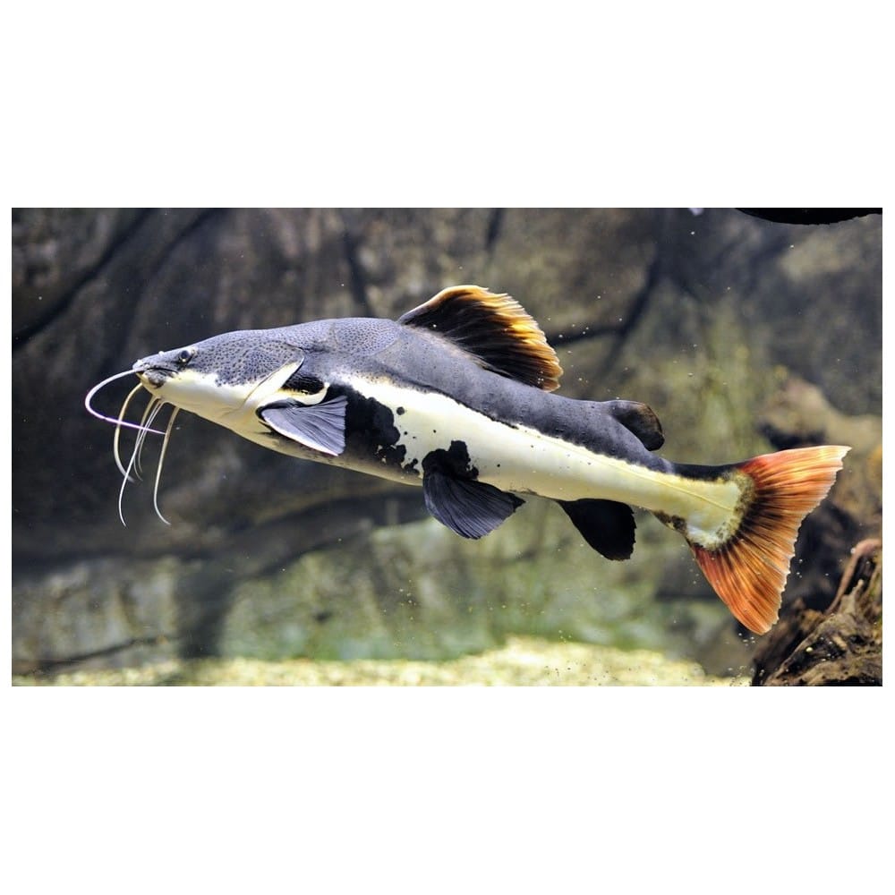 Raudonuodegis šamas - Image 2