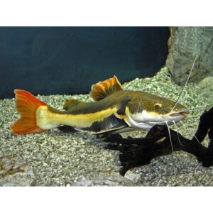 Raudonuodegis šamas